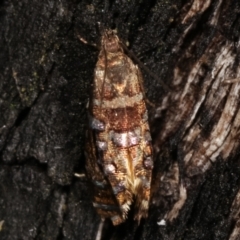 Glyphipterix undescribed species nr isozela at Paddys River, ACT - 12 Mar 2021