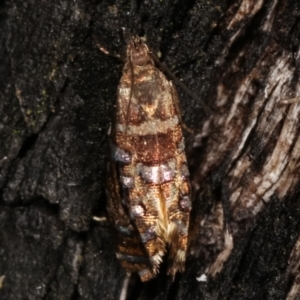 Glyphipterix undescribed species nr isozela at Paddys River, ACT - 12 Mar 2021 11:50 PM