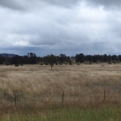 Austrostipa bigeniculata (Kneed Speargrass) at Queanbeyan Nature Reserve - 18 Mar 2021 by RodDeb