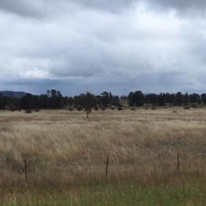 Austrostipa bigeniculata at Queanbeyan West, NSW - 18 Mar 2021