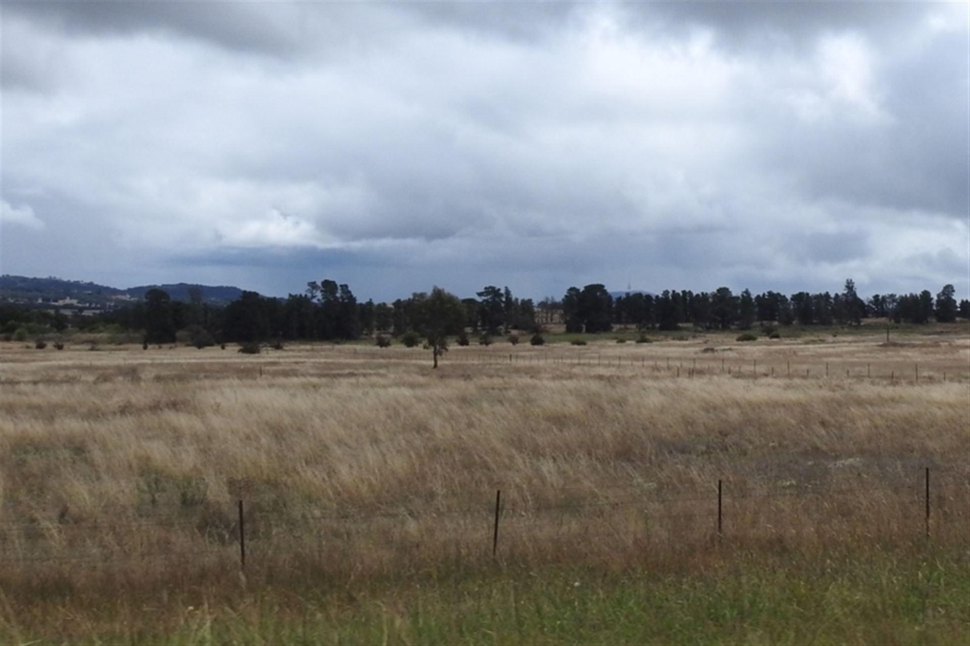 Austrostipa bigeniculata at Queanbeyan Nature Reserve - Canberra ...