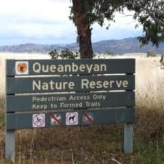 Austrostipa bigeniculata at Queanbeyan West, NSW - 18 Mar 2021