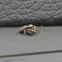 Salticidae (family) at Queanbeyan Nature Reserve - 18 Mar 2021 by RodDeb