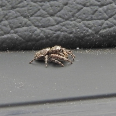 Unidentified Jumping or peacock spider (Salticidae) at Queanbeyan West, NSW - 18 Mar 2021 by RodDeb