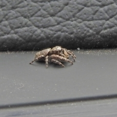 Salticidae (family) (TBC) at Queanbeyan Nature Reserve - 18 Mar 2021 by RodDeb
