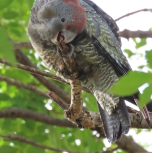 Callocephalon fimbriatum at Griffith, ACT - 18 Mar 2021