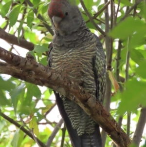 Callocephalon fimbriatum at Griffith, ACT - 18 Mar 2021