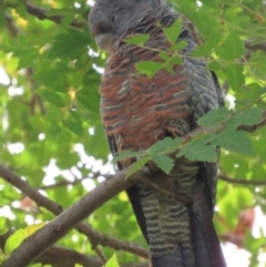 Callocephalon fimbriatum at Griffith, ACT - 18 Mar 2021