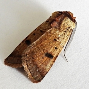 Agrotis porphyricollis at Crooked Corner, NSW - 6 Jan 2021 07:26 AM