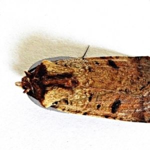 Agrotis porphyricollis at Crooked Corner, NSW - 6 Jan 2021 07:26 AM