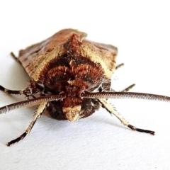 Agrotis porphyricollis at Crooked Corner, NSW - 6 Jan 2021 07:26 AM