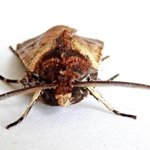 Agrotis porphyricollis at Crooked Corner, NSW - 6 Jan 2021