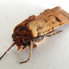 Agrotis porphyricollis at Crooked Corner, NSW - 6 Jan 2021