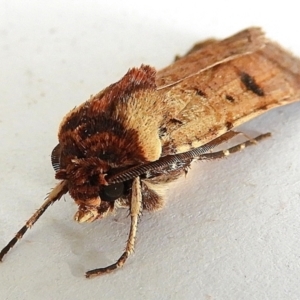 Agrotis porphyricollis at Crooked Corner, NSW - 6 Jan 2021