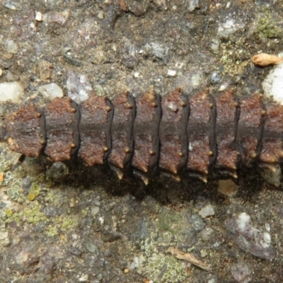 Porrostoma sp. (genus) (Lycid, Net-winged beetle) at West Belconnen Pond - 18 Mar 2021 by Christine