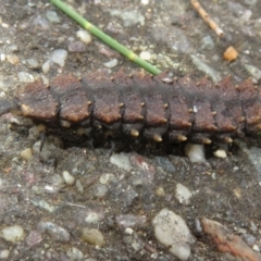 Porrostoma sp. (genus) at Dunlop, ACT - 18 Mar 2021