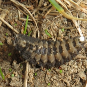 Porrostoma sp. (genus) at Dunlop, ACT - 18 Mar 2021