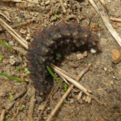 Porrostoma sp. (genus) at Dunlop, ACT - 18 Mar 2021