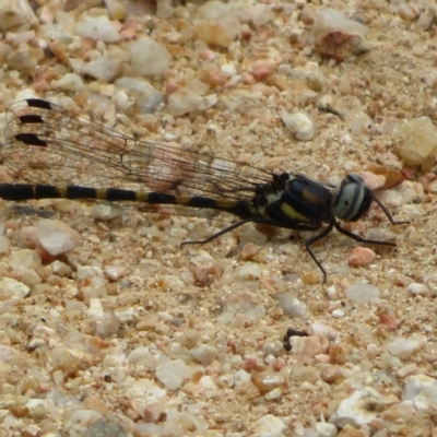 Cordulephya pygmaea (Common Shutwing) at Holt, ACT - 18 Mar 2021 by Christine