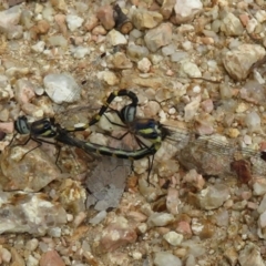 Cordulephya pygmaea at Holt, ACT - 18 Mar 2021