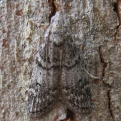 Heteromicta pachytera (Galleriinae subfamily moth) at Holt, ACT - 18 Mar 2021 by Christine