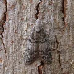 Heteromicta pachytera at Holt, ACT - 18 Mar 2021 01:19 PM