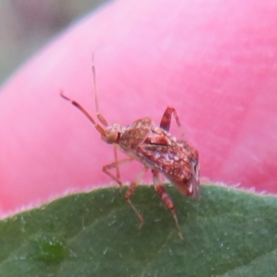 Sidnia kinbergi (Australian crop mirid) at Woodstock Nature Reserve - 18 Mar 2021 by Christine