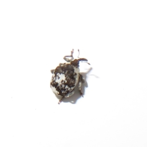 Mogulones larvatus at Holt, ACT - 18 Mar 2021 01:53 PM