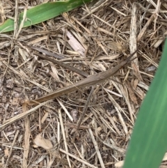 Acrida conica at Murrumbateman, NSW - 18 Mar 2021