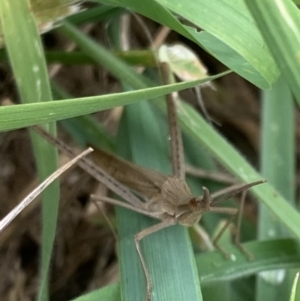 Acrida conica at Murrumbateman, NSW - 18 Mar 2021