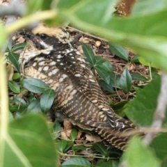 Eudynamys orientalis (Pacific Koel) at Hughes, ACT - 17 Mar 2021 by JackyF