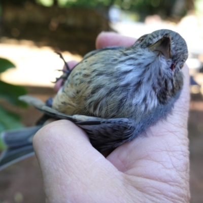 Pachycephala rufiventris (Rufous Whistler) at Hughes, ACT - 14 Mar 2021 by JackyF