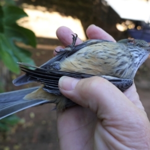 Pachycephala rufiventris at Hughes, ACT - 15 Mar 2021 10:57 AM