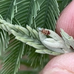 Curculionidae (family) (Unidentified weevil) at Murrumbateman, NSW - 18 Mar 2021 by SimoneC