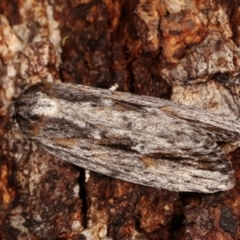 Agriophara platyscia (A Flat-bodied moth (Depressidae) at Paddys River, ACT - 12 Mar 2021 by kasiaaus