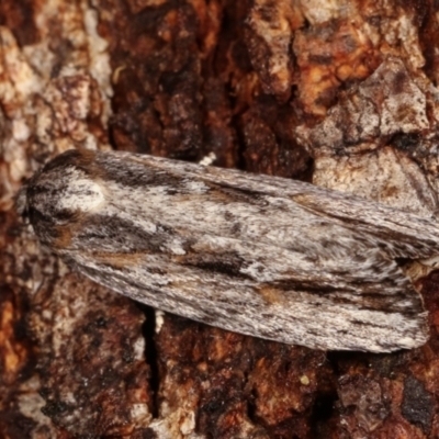 Agriophara platyscia (A Concealer moth) at Tidbinbilla Nature Reserve - 12 Mar 2021 by kasiaaus