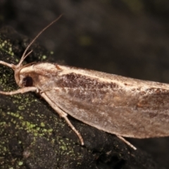 Archaereta dorsivittella (A Concealer moth (Wingia group)) at Paddys River, ACT - 12 Mar 2021 by kasiaaus