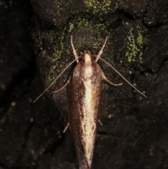 Archaereta dorsivittella at Paddys River, ACT - 12 Mar 2021