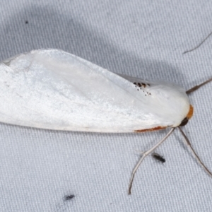 Thalaina selenaea at Paddys River, ACT - 13 Mar 2021