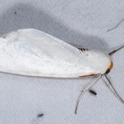 Thalaina selenaea (Orange-rimmed Satin Moth) at Tidbinbilla Nature Reserve - 12 Mar 2021 by kasiaaus