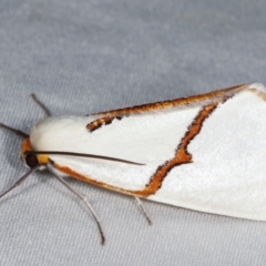 Thalaina selenaea (Orange-rimmed Satin Moth) at Tidbinbilla Nature Reserve - 12 Mar 2021 by kasiaaus
