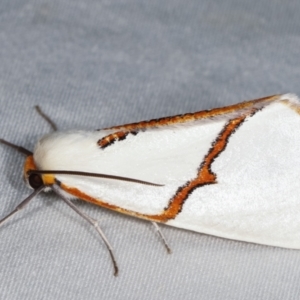 Thalaina selenaea at Paddys River, ACT - 13 Mar 2021