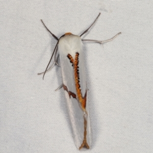 Thalaina selenaea at Paddys River, ACT - 13 Mar 2021