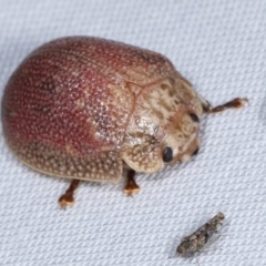 Paropsis sp. (genus) (A leaf beetle) at Paddys River, ACT - 12 Mar 2021 by kasiaaus