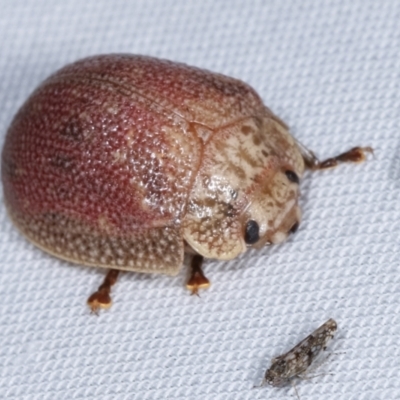 Paropsis sp. (genus) (A leaf beetle) at Tidbinbilla Nature Reserve - 12 Mar 2021 by kasiaaus