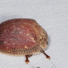 Paropsis sp. (genus) at Paddys River, ACT - 13 Mar 2021 12:18 AM