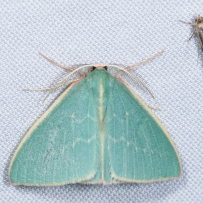 Chlorocoma (genus) (Emerald moth) at Tidbinbilla Nature Reserve - 12 Mar 2021 by kasiaaus