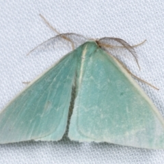 Chlorocoma (genus) (Emerald moth) at Paddys River, ACT - 13 Mar 2021 by kasiaaus