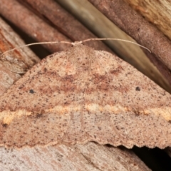 Casbia tetramera at Tidbinbilla Nature Reserve - 12 Mar 2021 by kasiaaus