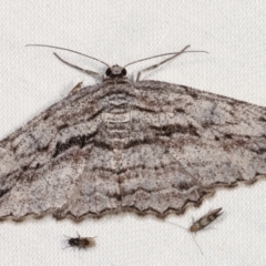 Didymoctenia exsuperata (Thick-lined Bark Moth) at Tidbinbilla Nature Reserve - 12 Mar 2021 by kasiaaus